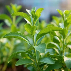 Stevia Sugar Leaf Seeds - Heirloom Natural Sweetener Plant, 50 Seeds - Image 3