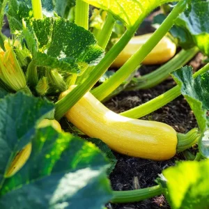 Straightneck Summer Squash Seeds - Heirloom 'Prolific Straightneck' - 50 Seeds - Outdoor Vegetable Garden - Image 4