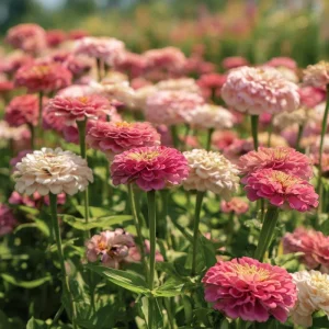 Strawberries & Cream Zinnia Seeds - 100 Count, Bi-Color, Easy Grow Annual - Image 2