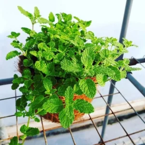 Strawberry Mint Live Plant - Mentha spicata 'Strawberry' - 4 Inch Pot - Indoor/Outdoor Herb - Image 2
