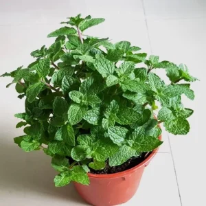 Strawberry Mint Live Plant - Mentha spicata 'Strawberry' - 4 Inch Pot - Indoor/Outdoor Herb - Image 3
