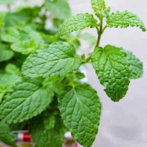 Strawberry Mint Live Plant - Mentha spicata 'Strawberry' - 4 Inch Pot - Indoor/Outdoor Herb - Image 4