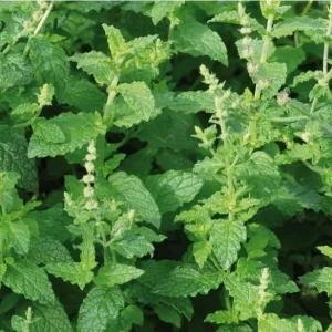 Strawberry Mint Live Plant - Mentha spicata 'Strawberry' - 4 Inch Pot - Indoor/Outdoor Herb - Image 5