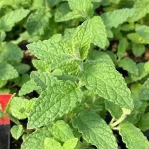 Strawberry Mint Live Plant - Mentha spicata 'Strawberry' - 4 Inch Pot - Indoor/Outdoor Herb - Image 6