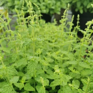 Strawberry Mint Live Plant - Mentha spicata 'Strawberry' - 4 Inch Pot - Indoor/Outdoor Herb - Image 7