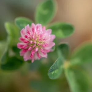 Strawberry Palestine Clover Seeds - Heirloom Trifolium for Soil & Forage, 800 Count - Image 2