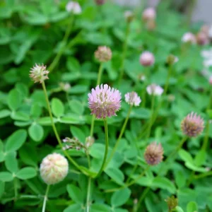 Strawberry Palestine Clover Seeds - Heirloom Trifolium for Soil & Forage, 800 Count - Image 3