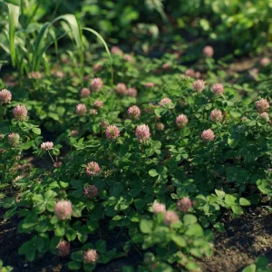 Strawberry Palestine Clover Seeds - Heirloom Trifolium for Soil & Forage, 800 Count - Image 4