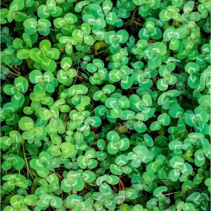 Strawberry Palestine Clover Seeds - Heirloom Trifolium for Soil & Forage, 800 Count - Image 1