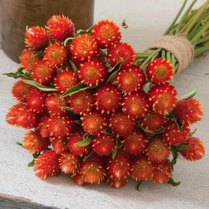 Strawberry Red Gomphrena Seeds - 25 Count - Globe Amaranth Flower Seeds - Image 1