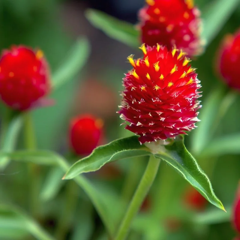 Strawberry Red Gomphrena Seeds - 25 Count - Globe Amaranth Flower Seeds - Image 2