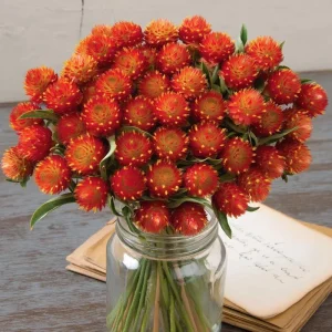 Strawberry Red Gomphrena Seeds - 25 Count - Globe Amaranth Flower Seeds - Image 3