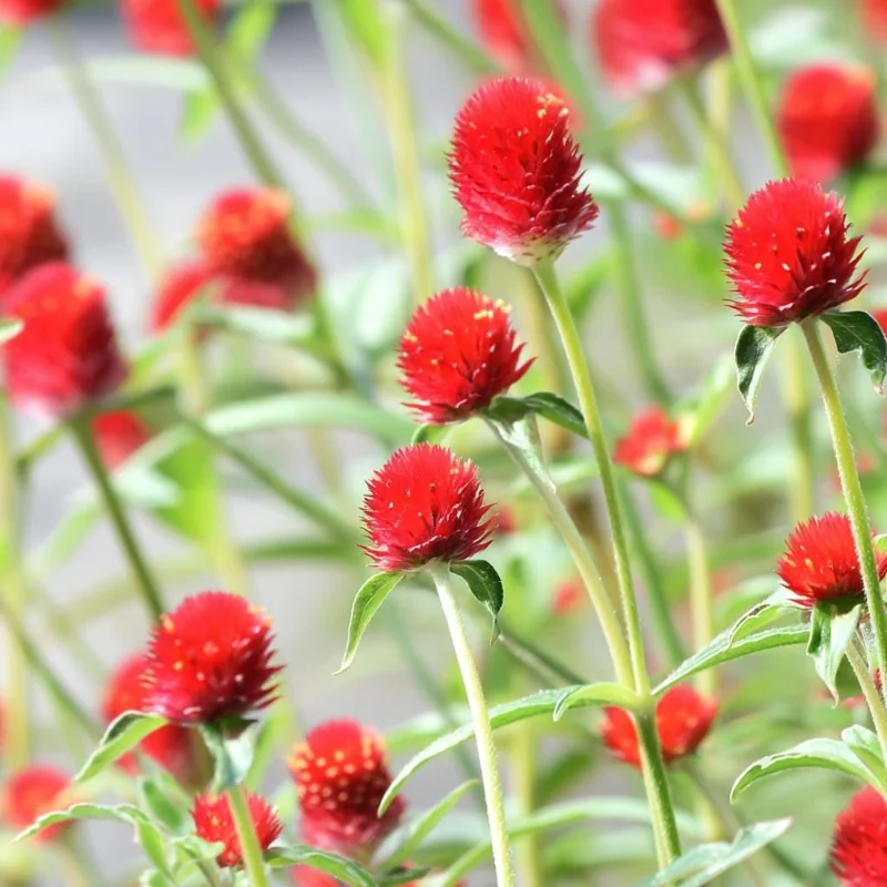 Strawberry Red Gomphrena Seeds - 25 Count - Globe Amaranth Flower Seeds - Image 4