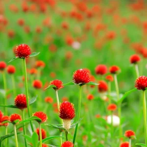 Strawberry Red Gomphrena Seeds - 25 Count - Globe Amaranth Flower Seeds - Image 5