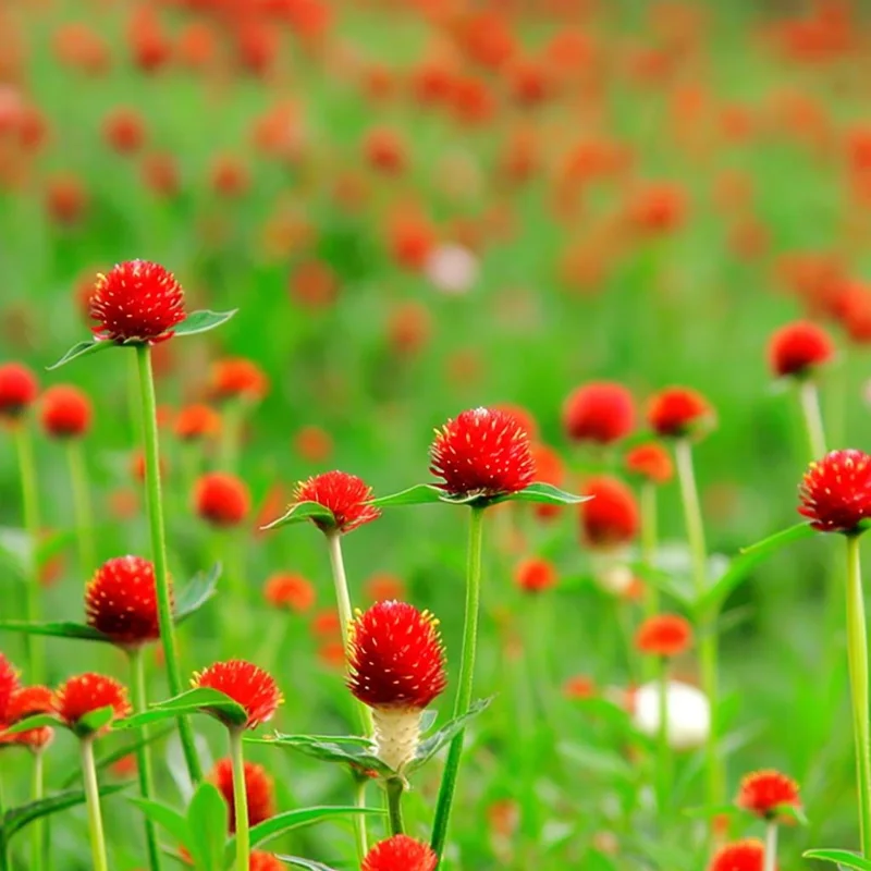 Strawberry Red Gomphrena Seeds - 25 Count - Globe Amaranth Flower Seeds - Image 5