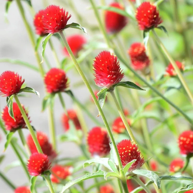 Strawberry Red Gomphrena Seeds - 25 Count - Globe Amaranth Flower Seeds - Image 7