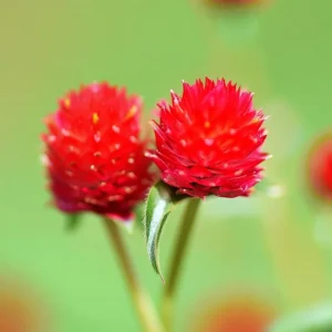 Strawberry Red Gomphrena Seeds - 25 Count - Globe Amaranth Flower Seeds - Image 8