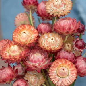 Strawflower Seeds Mix Apricot Peach Blooms - 50 Count Annual Flower Seeds for Cutting Garden - Image 2