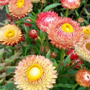 Strawflower Seeds Mix Apricot Peach Blooms - 50 Count Annual Flower Seeds for Cutting Garden - Image 3