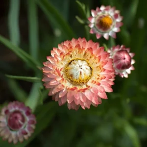 Strawflower Seeds Mix Apricot Peach Blooms - 50 Count Annual Flower Seeds for Cutting Garden - Image 5