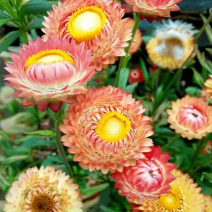 Strawflower Seeds Mix Apricot Peach Blooms - 50 Count Annual Flower Seeds for Cutting Garden - Image 6