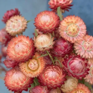 Strawflower Seeds Mix Apricot Peach Blooms - 50 Count Annual Flower Seeds for Cutting Garden - Image 1