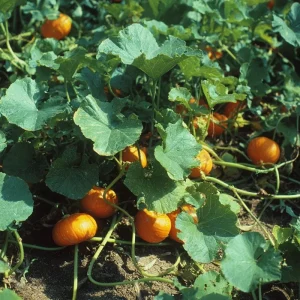 Sugar Pie Pumpkin Seeds - Heirloom Cucurbita pepo - 20 Count Packet - Outdoor Garden - Image 4