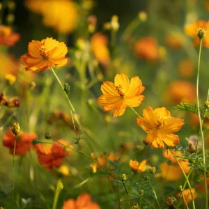 Sulphur Cosmos Bright Lights Mix Seeds - 100 Seeds, Orange Yellow Red Blooms, Easy to Grow Annuals for Pollinators - Image 2