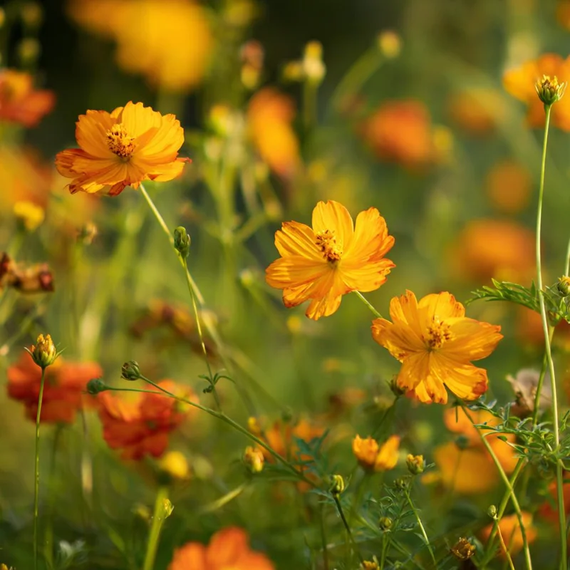 Sulphur Cosmos Bright Lights Mix Seeds - 100 Seeds, Orange Yellow Red Blooms, Easy to Grow Annuals for Pollinators - Image 2