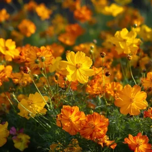 Sulphur Cosmos Bright Lights Mix Seeds - 100 Seeds, Orange Yellow Red Blooms, Easy to Grow Annuals for Pollinators - Image 1