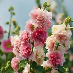 Summer Carnival Hollyhock Seeds - 50 Count, Mixed Colors, Tall Cottage Garden Blooms - Image 3