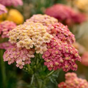 Summer Pastels Yarrow Seeds - 50 Achillea Millefolium Seeds for Pollinators - Image 3