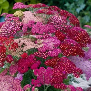 Summer Pastels Yarrow Seeds - 50 Achillea Millefolium Seeds for Pollinators - Image 4