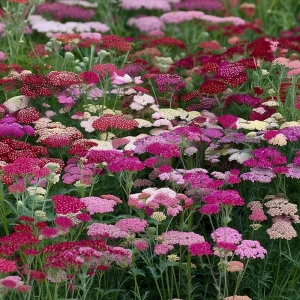 Summer Pastels Yarrow Seeds - 50 Achillea Millefolium Seeds for Pollinators - Image 5