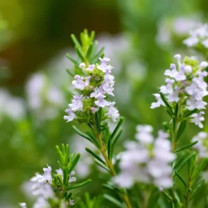 Summer Savory Herb Seeds - 200 Heirloom Culinary Seeds for Garden & Cooking - Image 3