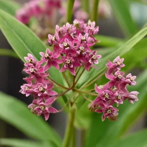 Swamp Milkweed Seeds - 50 Count Native Pollinator Plant, Asclepias Incarnata - Image 2