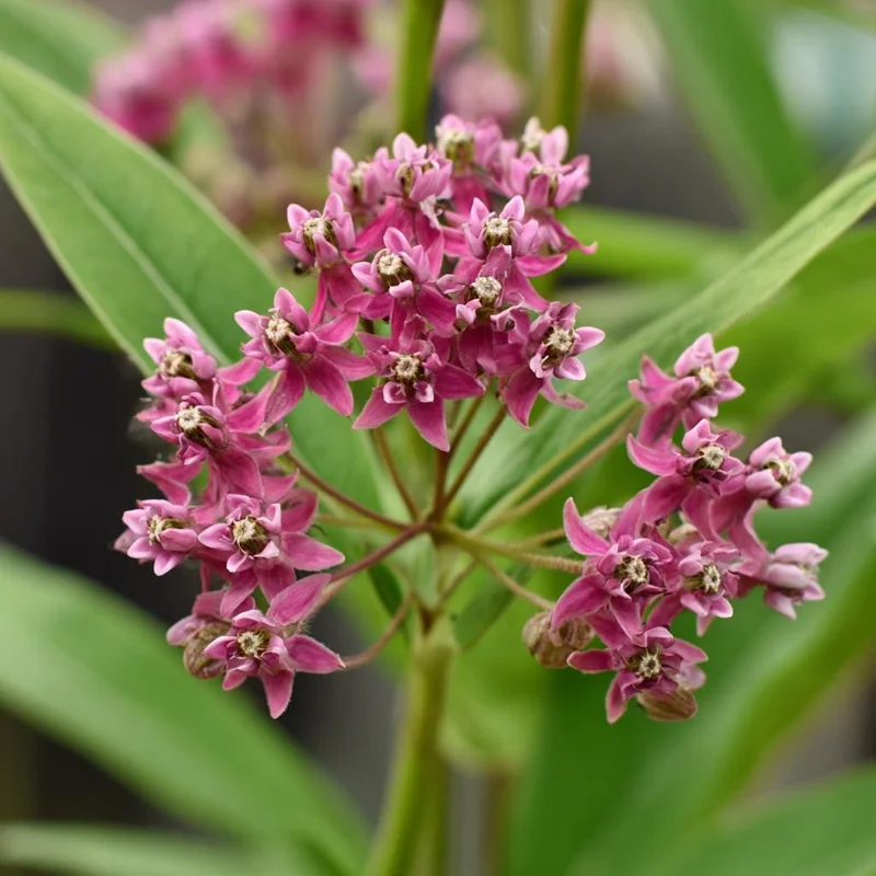 Swamp Milkweed Seeds - 50 Count Native Pollinator Plant, Asclepias Incarnata - Image 2