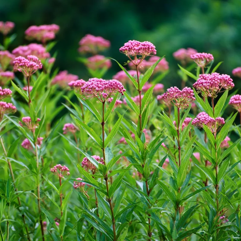 Swamp Milkweed Seeds - 50 Count Native Pollinator Plant, Asclepias Incarnata - Image 1