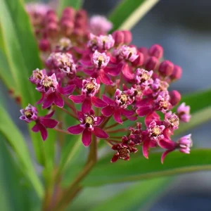 Swamp Milkweed Seeds - 50 Count Native Pollinator Plant, Asclepias Incarnata - Image 4