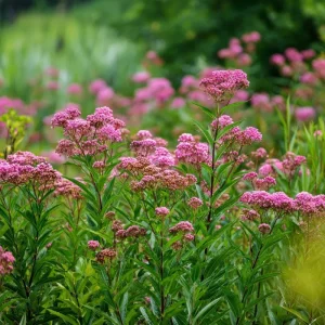 Swamp Milkweed Seeds - 50 Count Native Pollinator Plant, Asclepias Incarnata - Image 5