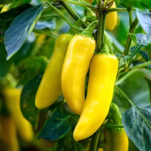 Sweet Banana Pepper Seeds - 25 Heirloom Seeds for Mild, Sweet Peppers - Image 2