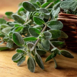 Sweet Marjoram Seeds - Origanum majorana Heirloom Culinary Herb (Approx. 150 Seeds) - Image 2