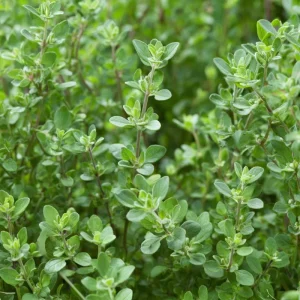 Sweet Marjoram Seeds - Origanum majorana Heirloom Culinary Herb (Approx. 150 Seeds) - Image 4