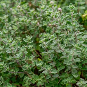 Sweet Marjoram Seeds - Origanum majorana Heirloom Culinary Herb (Approx. 150 Seeds) - Image 1