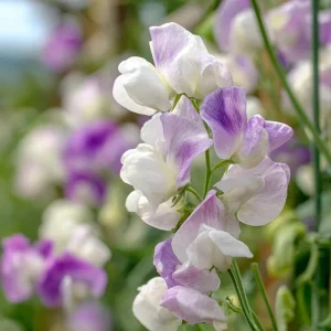 Sweet Pea Seeds 'High Scent' - Fragrant Climbing Flowers (20 Seeds) - Pollinator Friendly - Image 2