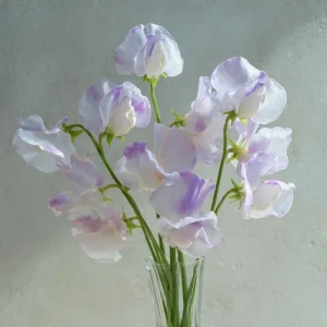 Sweet Pea Seeds 'High Scent' - Fragrant Climbing Flowers (20 Seeds) - Pollinator Friendly - Image 1