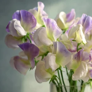 Sweet Pea Seeds 'High Scent' - Fragrant Climbing Flowers (20 Seeds) - Pollinator Friendly - Image 3