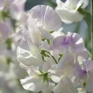 Sweet Pea Seeds 'High Scent' - Fragrant Climbing Flowers (20 Seeds) - Pollinator Friendly - Image 4