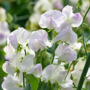 Sweet Pea Seeds 'High Scent' - Fragrant Climbing Flowers (20 Seeds) - Pollinator Friendly - Image 5