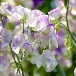 Sweet Pea Seeds 'High Scent' - Fragrant Climbing Flowers (20 Seeds) - Pollinator Friendly - Image 6